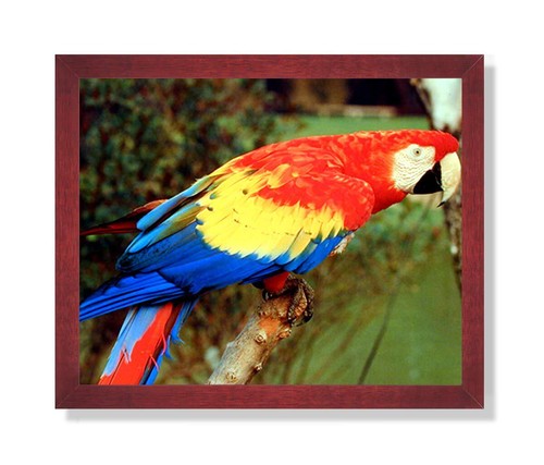 Tropical macaw parrot bird - tropical,