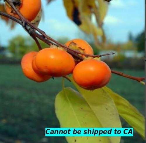 American persimmon tree - tree, live