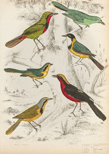 Antique hand colored bird - hand-colored,