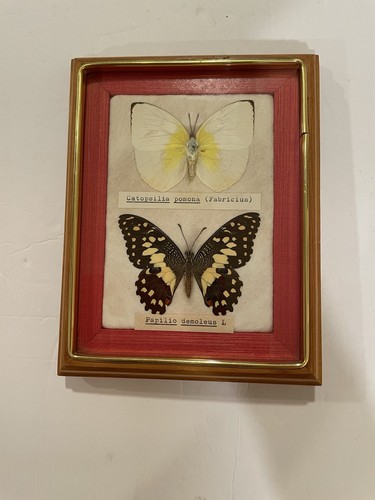 Vintage real butterfly - vintage,