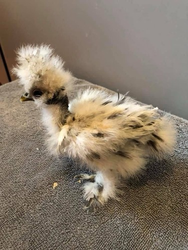 Frizzle showgirl - frizzle,