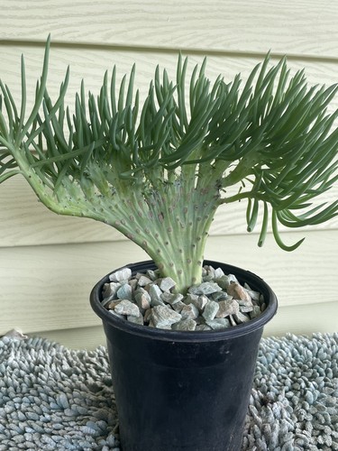 Mermaid tail plant - plant, (crested