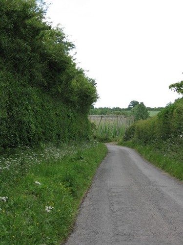 Photo 6x4 hop poles - photo,