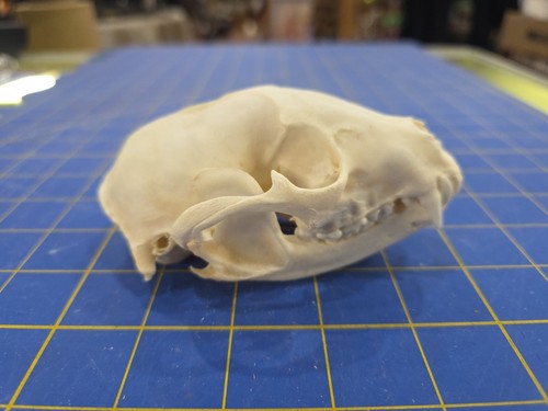 Bn6 real raccoon skull - real,