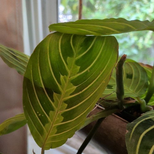 Prayer plant - plant, (maranta)