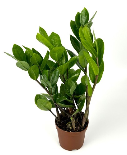Plant low maintenance - zz,