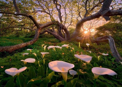 Heye magic forests - heye, calla