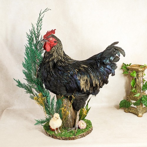 Rooster full mount showcase - rooster,