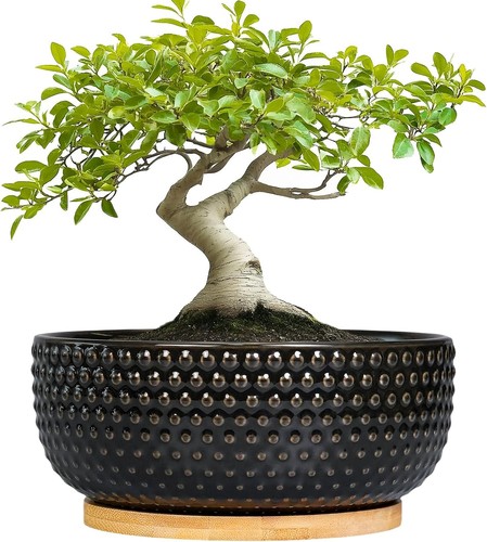 Inch ceramic bonsai tree - 8,