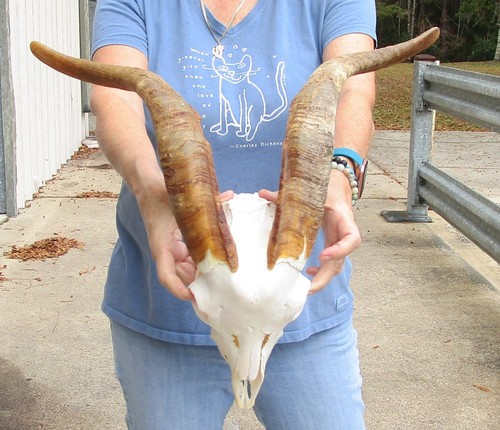 African angora goat skull - goat, and