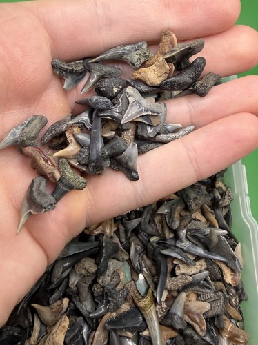 Lot fossil shark teeth - 20,