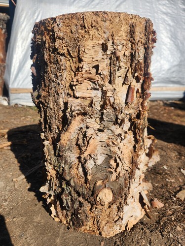 Birch stump 15 1 2 - 8, 1/2
