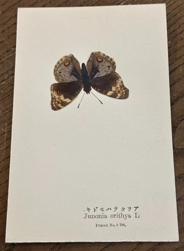 Real butterfly junonia orithya - real,
