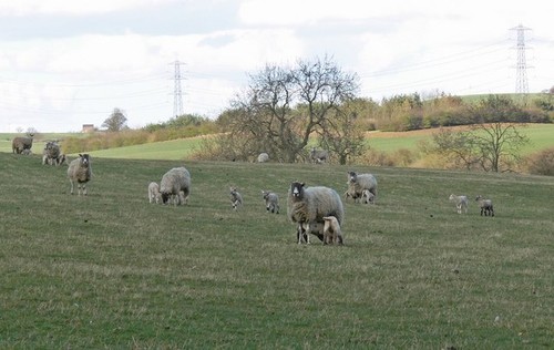 Photo 6x4 ewes and - 6x4, lambs