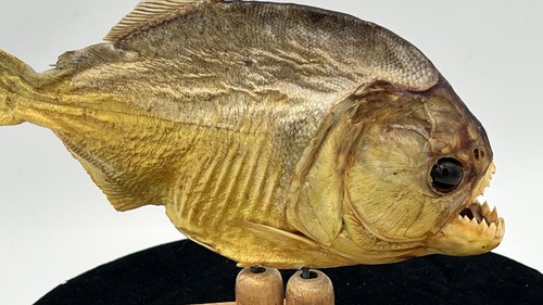 Real taxidermy piranha fish - real,
