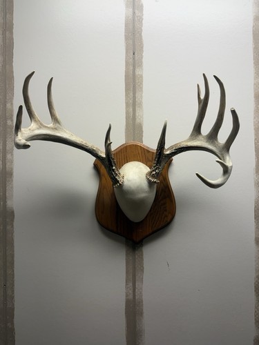 Whitetail antler rack - decor, on