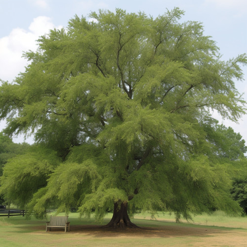 Willow oak trees 12 18 - willow,