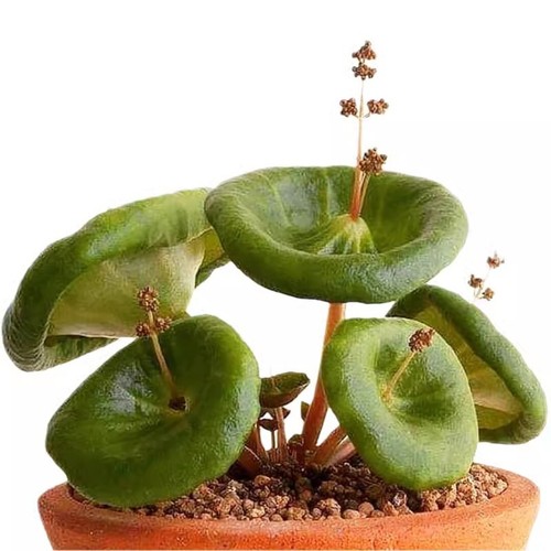 1cm succulent plant - 1cm, crassula