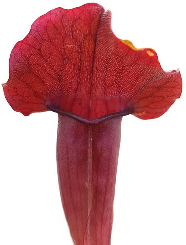 Sarracenia chelsonii pitcher - x,