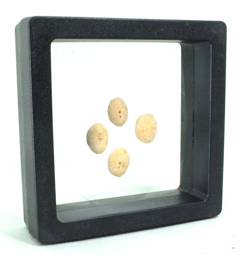 Echinoid fossils fibularia - 4,