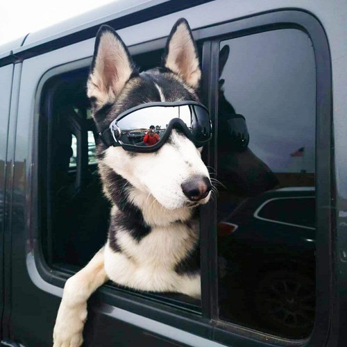 Dog goggles protection - dog,
