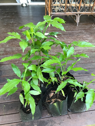 Spanish lime tree - spanish,