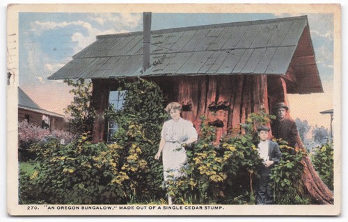 Oregon cedar stump - cedar,