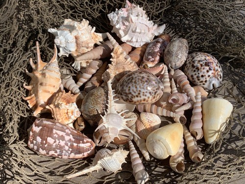 Large beautiful seashells - seashells, sea