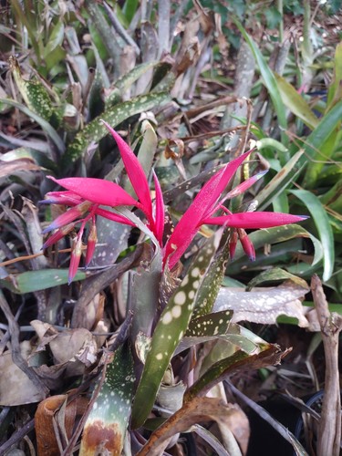 Billbergia nutans queen s - nutans, (queen's