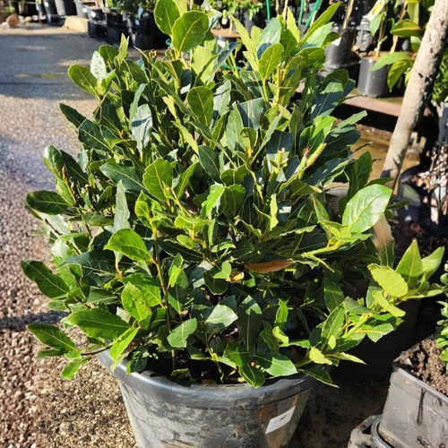 Laurus nobilis bay - nobilis, tree