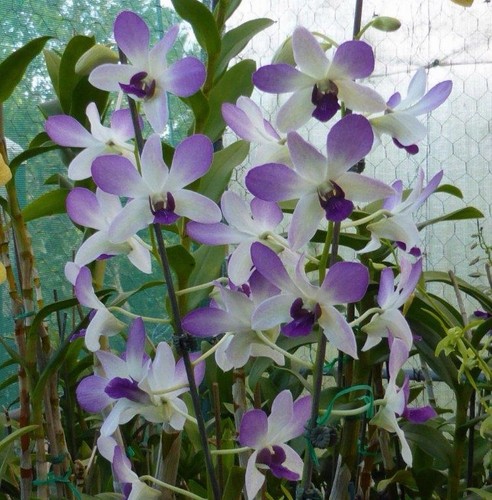 Dendrobium orchid aridang blue - aridang,