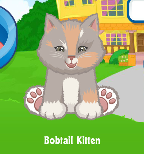 Webkinz bobtail kitten virtual - bobtail,