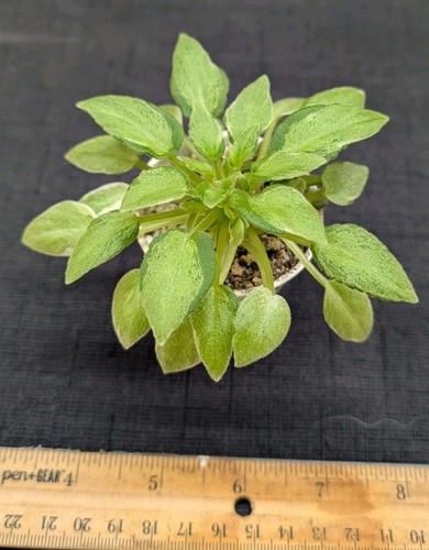 African violet plant - african,