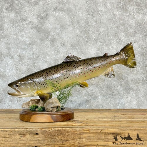 28977 26 brown - #28977, 26"