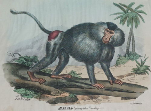 Antique monkey lithograph - monkey,
