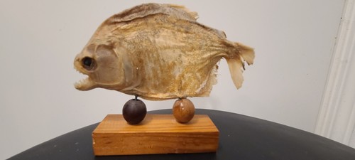 Taxidermy fish piranha mounted - taxidermy,