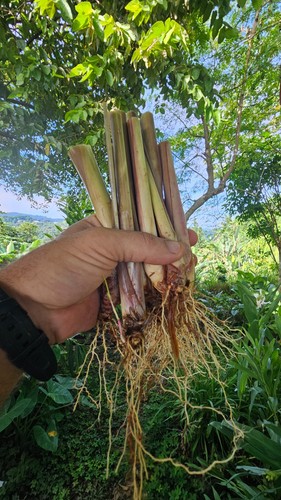 Lemongrass stalks plugs - lemongrass,