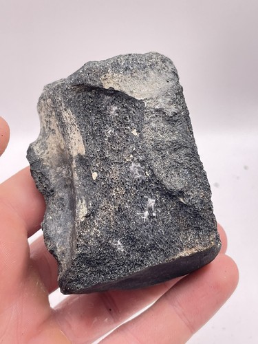 Carolina fossil whale dolphin - whale,