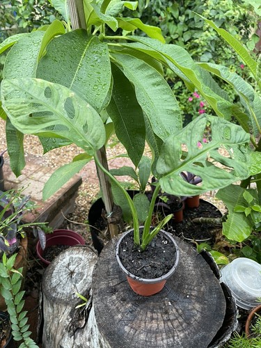 Monstera adasonii swiss - adasonii, ‘swiss