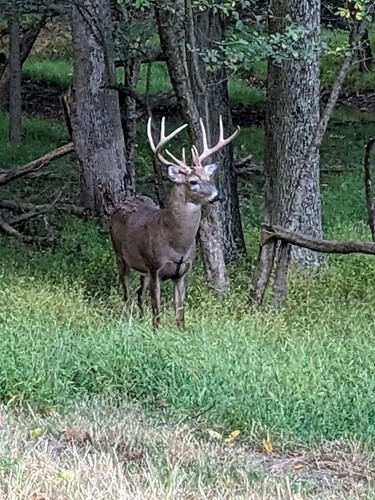 Ohio trophy buck hunt - trophy,