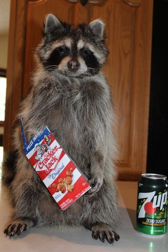 New raccoon mount taxidermy - raccoon,