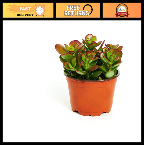 Live crassula ovata - live,