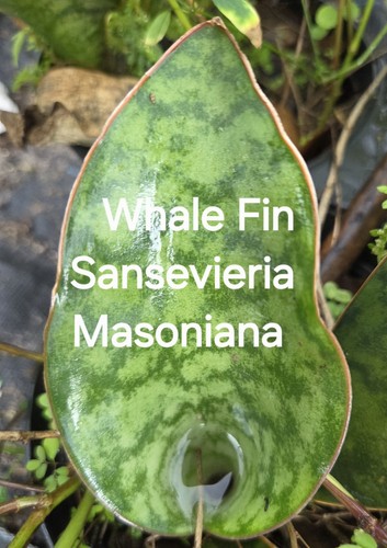 Whale fin sansevieria - whale, fin~sansevieria