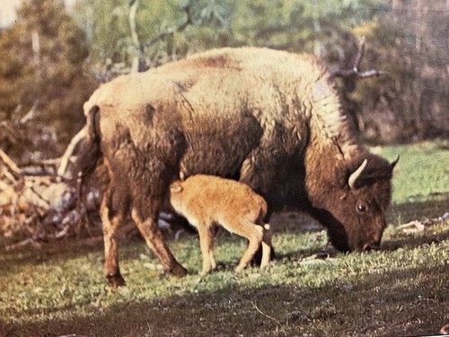 Bison cow calf yellowstone - cow,