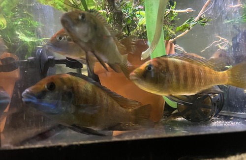 Live cichlid fish family - cichlid, of