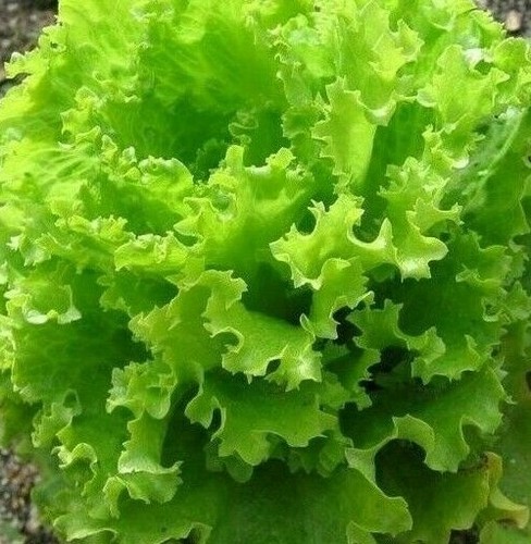 Salad bowl lettuce seeds 1000 - lettuce,