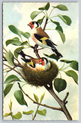 Goldfinch male female nest - goldfinch,