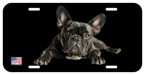 French bulldog brindle - brindle, lying