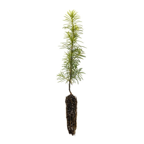 Douglas fir small - douglas-fir, |