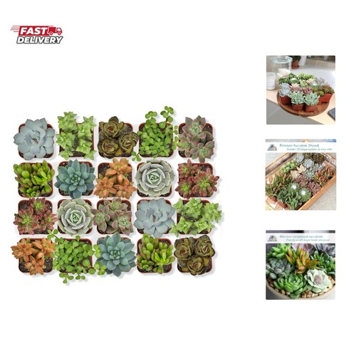 Live succulent plants pack - succulent, 20